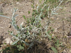 Pseudognaphalium microcephalum