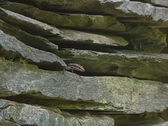 Iberolacerta monticola