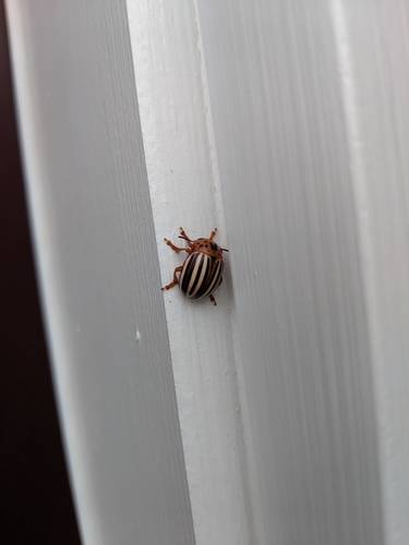 False Potato Beetle photo 6