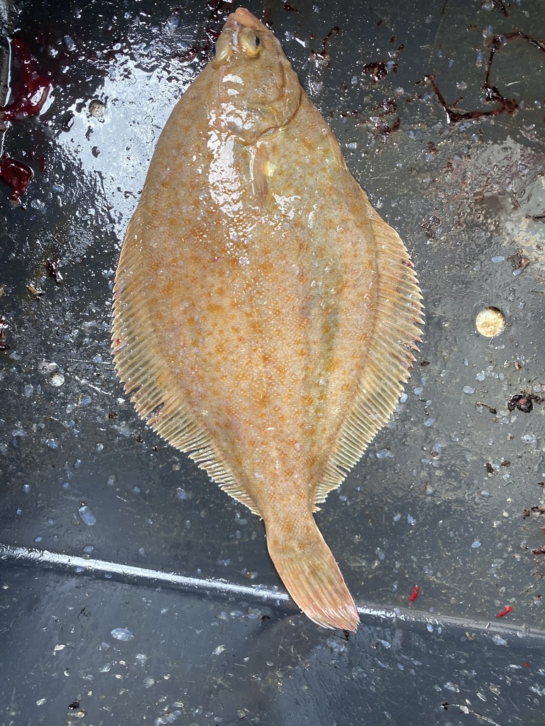 Yellowtail flounder (Limanda ferruginea) — Pleuronectidae