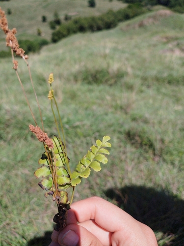 Hairy flowering fern (Anemia hirsuta)