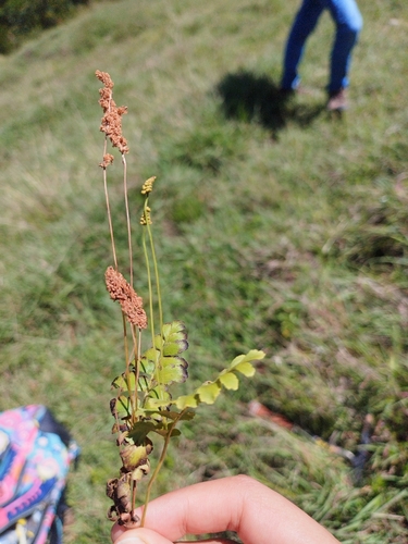Image of Anemia hirsuta by (c) Sofía García, some rights reserved (CC BY)