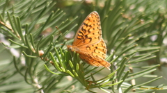 Speyeria coronis semiramis