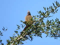 Colius striatus integralis