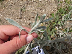 Pseudognaphalium microcephalum