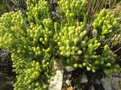 Phylica nigromontana