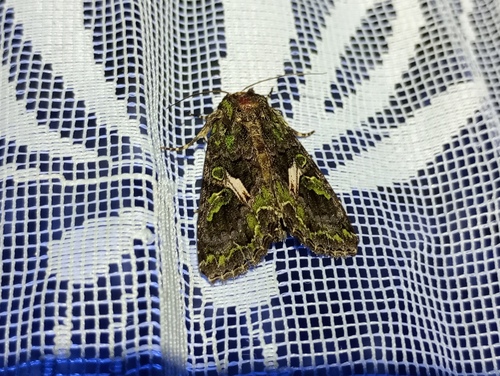 Photo of Orache Moth (Trachea atriplicis)