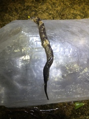 Pareas margaritophorus