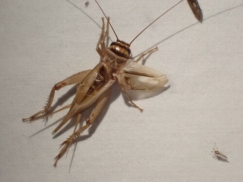 House cricket