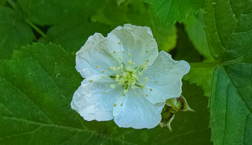 Rubus caesius iNat (2)