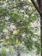 Tamias striatus