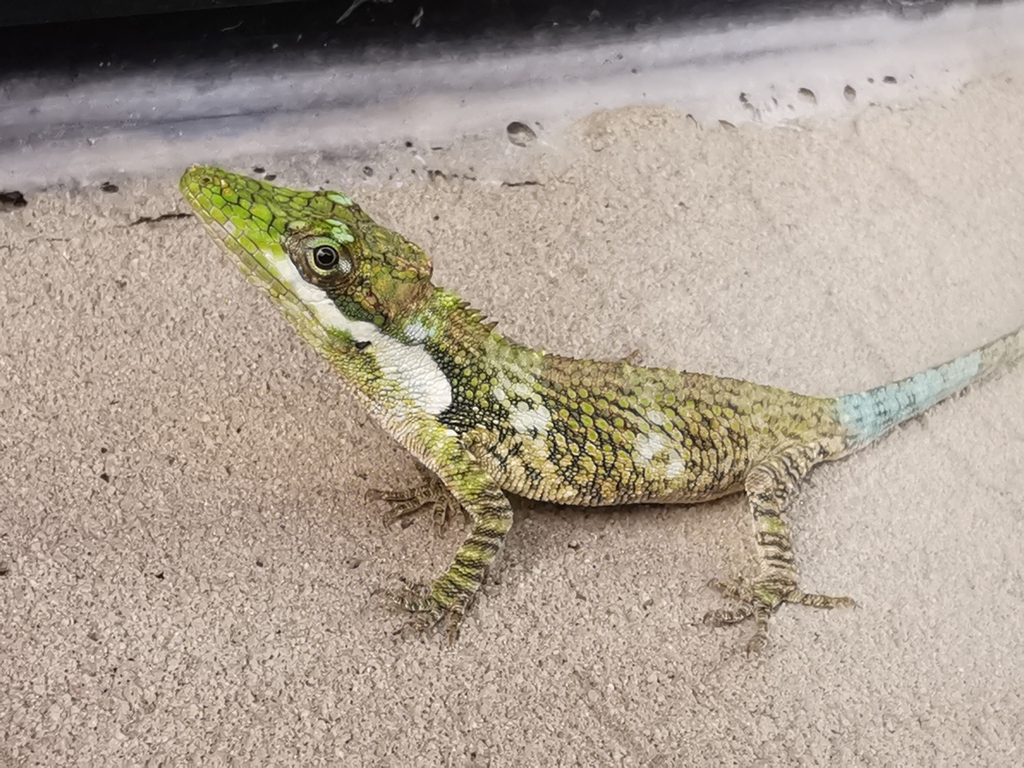 Flat Andes Anole