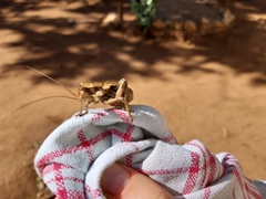 Enyaliopsis