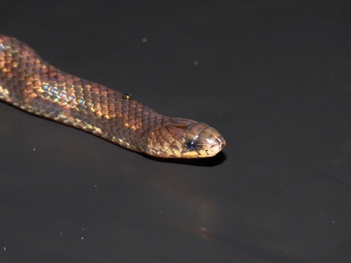 Photo of a Two-lined Ground Snake (Atractus biseriatus)
