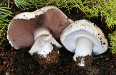 Agaricus moronii