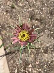 Tragopogon mirus