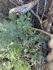 Lomatium dissectum