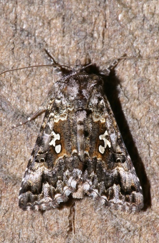 Dusky Silver Y Moth
