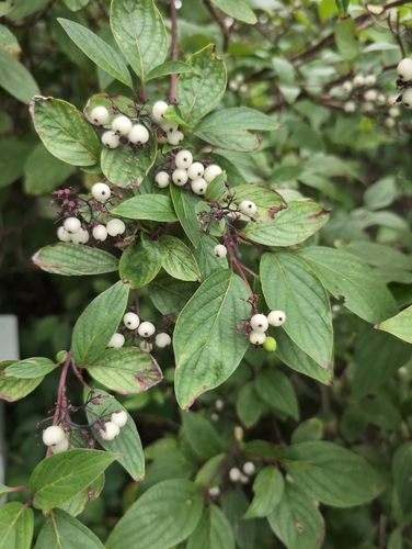 red osier dogwood