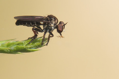 Hadrokolos texanus