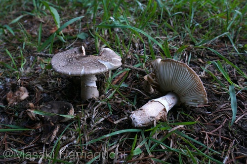 Amanita excelsa