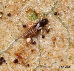 Heliothrips haemorrhoidalis