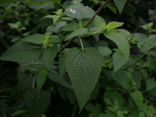 Image of Salvia guaranitica by (c) W Rao, some rights reserved (CC BY)
