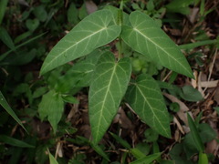Cynanchum rostellatum, photograph W Rao, CC BY, iNaturalist via GBIF