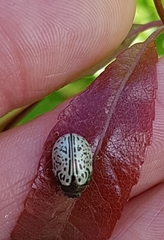 Calligrapha philadelphica