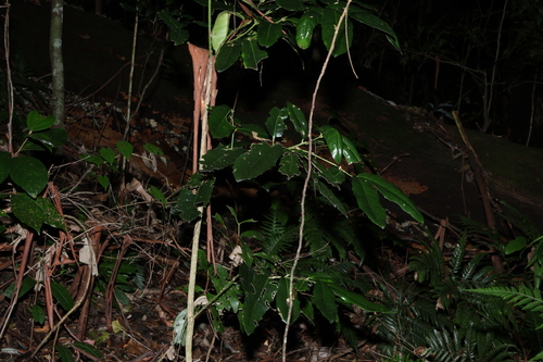 Image of Wilkiea macrophylla by (c) Greg Tasney, some rights reserved (CC BY-SA)