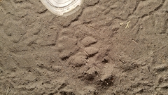 Puma concolor couguar