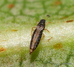 Heliothrips haemorrhoidalis