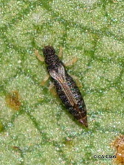 Heliothrips haemorrhoidalis