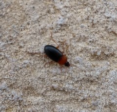 Calathus melanocephalus