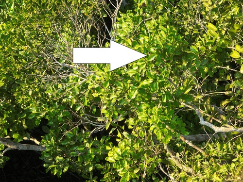 Inga capitata, 2024-07-20