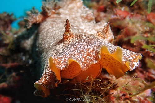 Platydoris argo