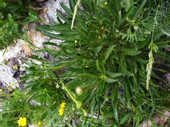 Cephalaria coriacea