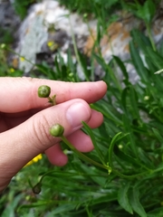 Cephalaria coriacea