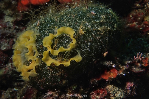 Platydoris argo