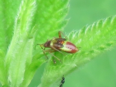 Closterotomus fulvomaculatus