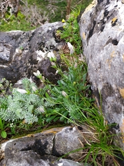 Campanula saxifraga