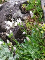 Campanula saxifraga