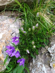 Campanula saxifraga