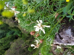 Trifolium polyphyllum