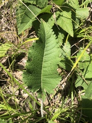 Parthenium auriculatum