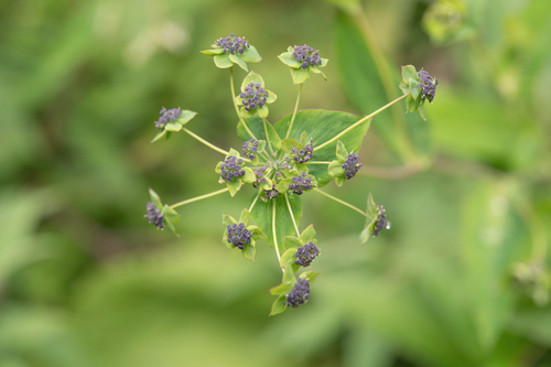 Rock-dwelling thorowax (Bupleurum rupestre)
