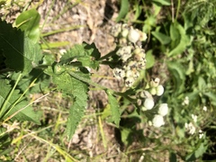 Parthenium auriculatum