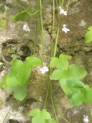 Cymbalaria muralis