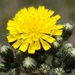 Meadow Hawkweed - Photo (c) Rob Willson, some rights reserved (CC BY-NC), uploaded by Rob Willson