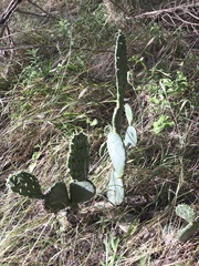 Opuntia cacanapa